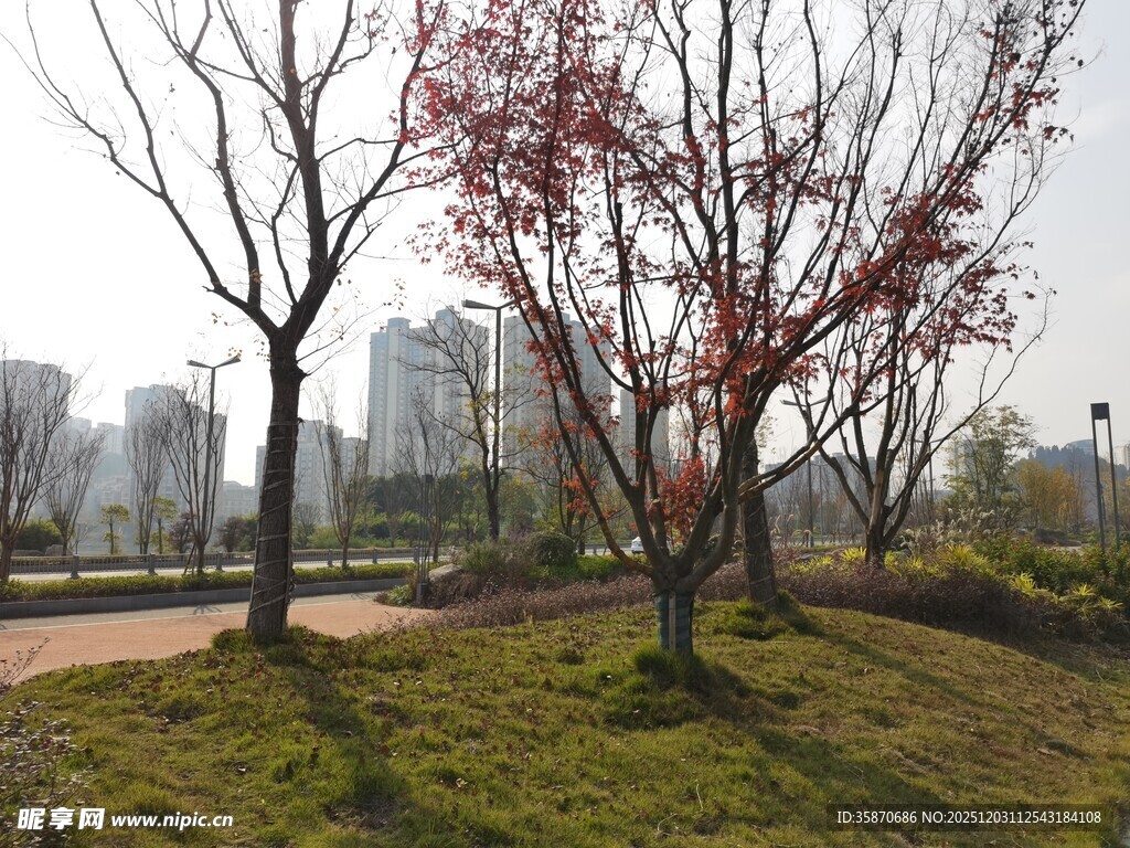 城市公园中的红树与草地