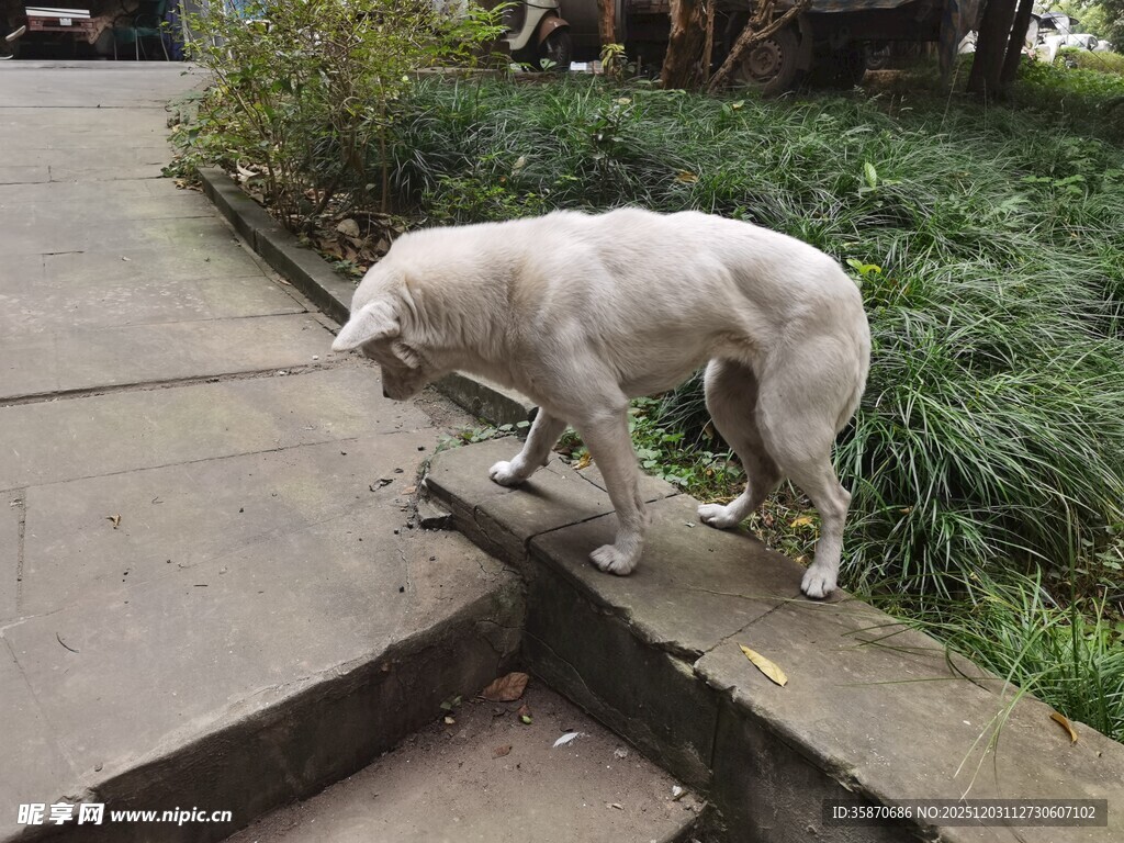 路边低头嗅闻的白色狗狗