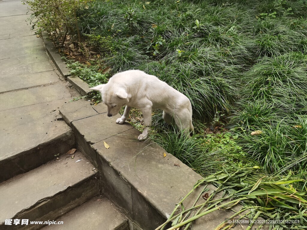 小狗嗅探绿植台阶处