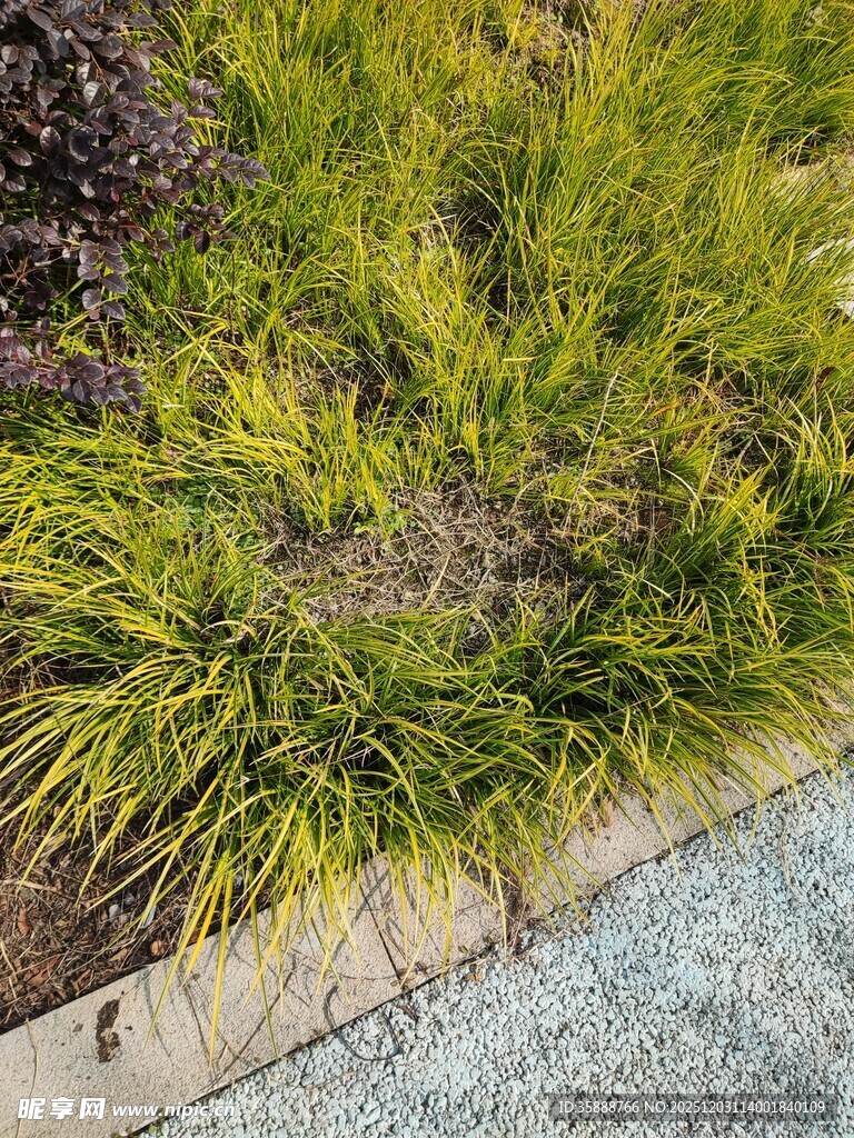 路边翠绿丛生的观赏草