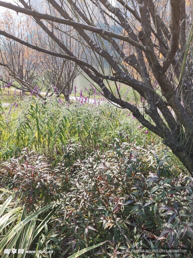 冬日枯树旁的绿植景观