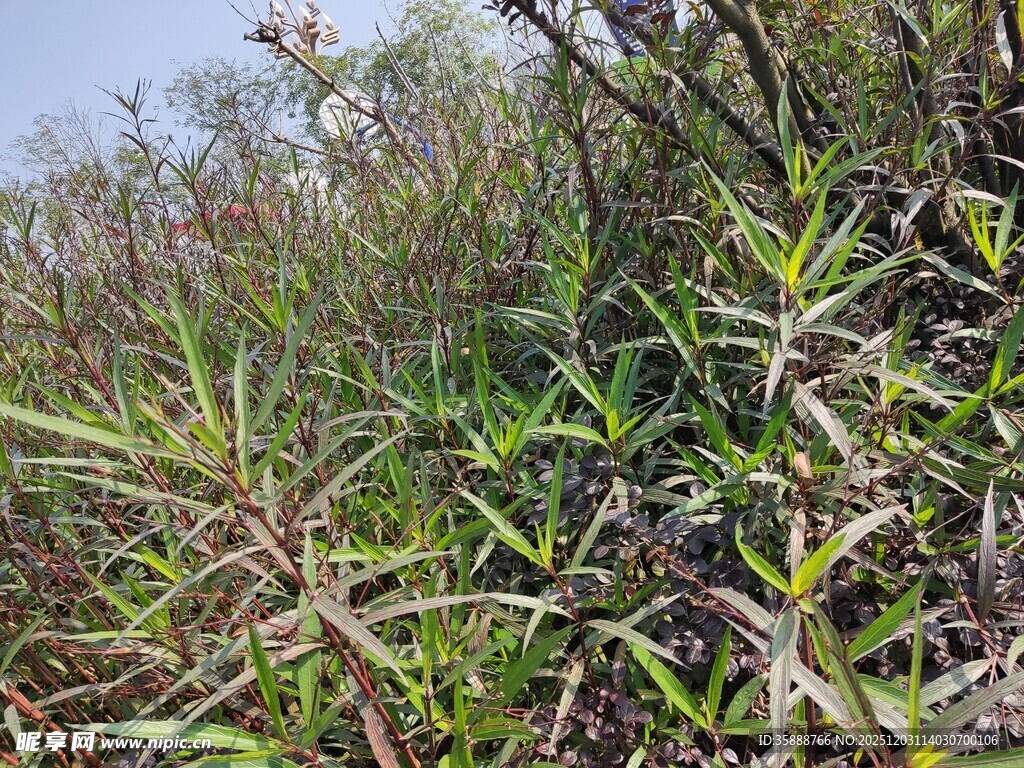 野外繁茂的绿色植物景观