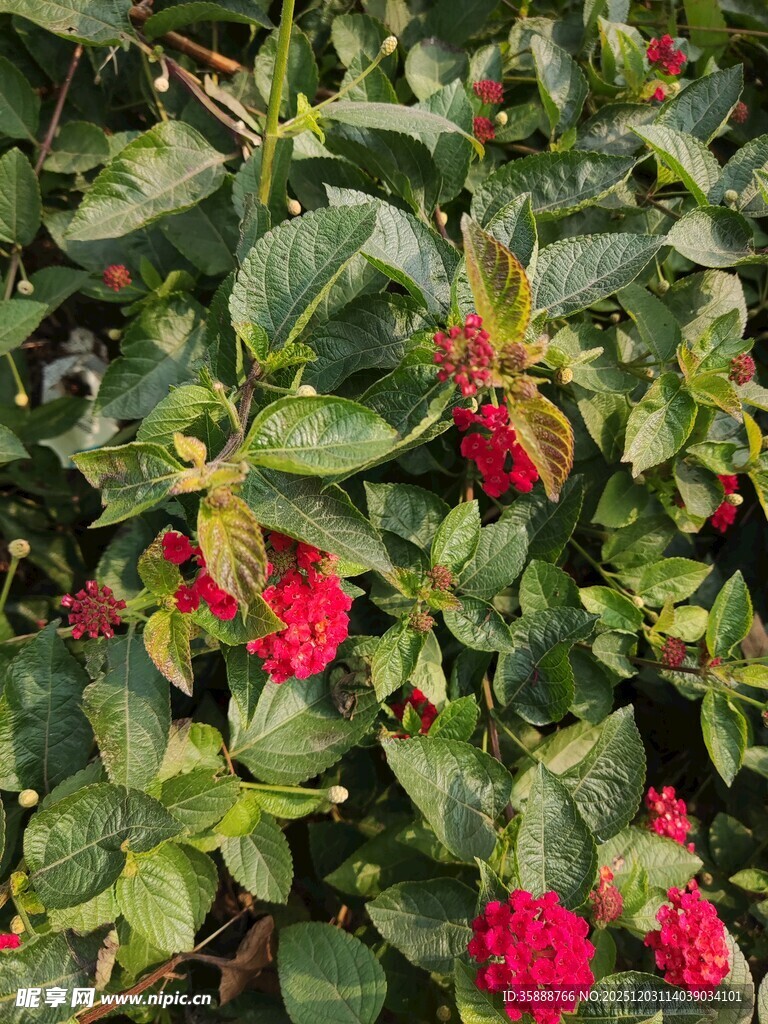 绿叶间的鲜艳红果