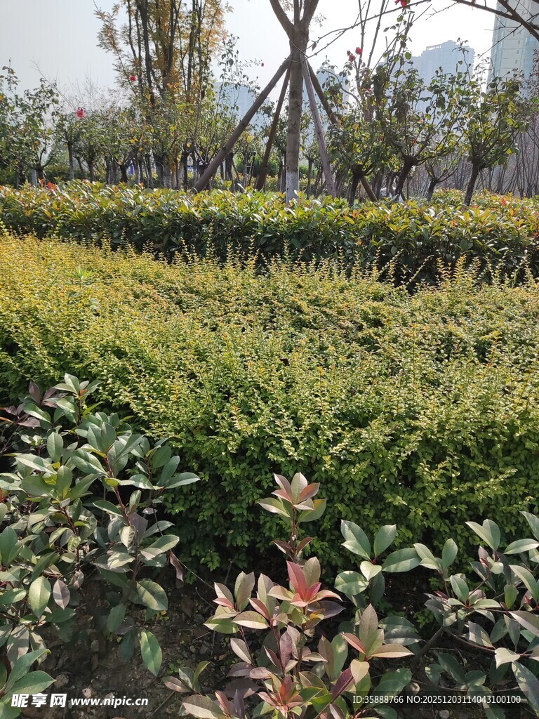 城市绿植景观