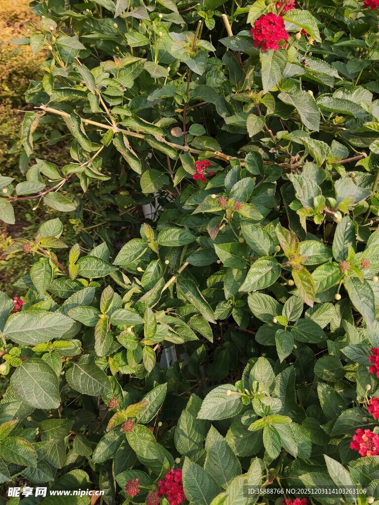 绿叶丛中的娇艳红玫瑰