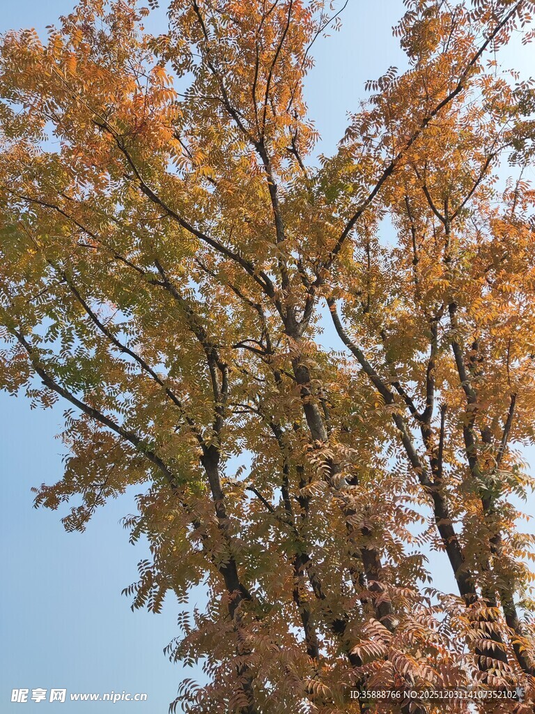 秋日斑斓树木蓝天景致