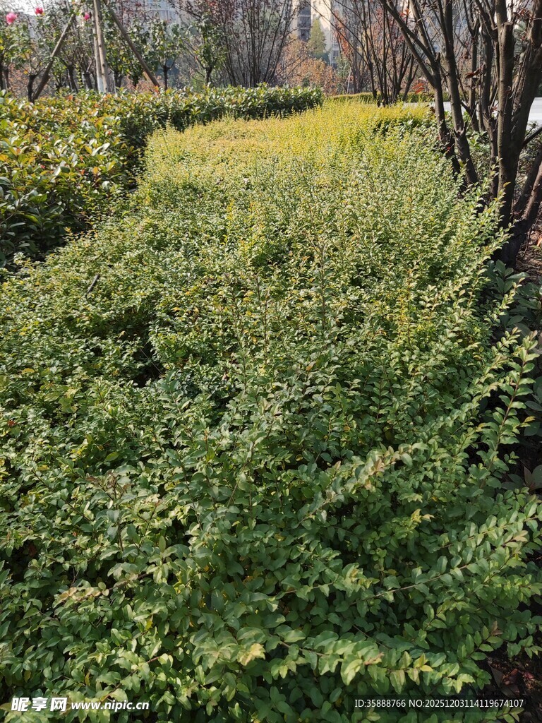 绿意盎然的植物景观