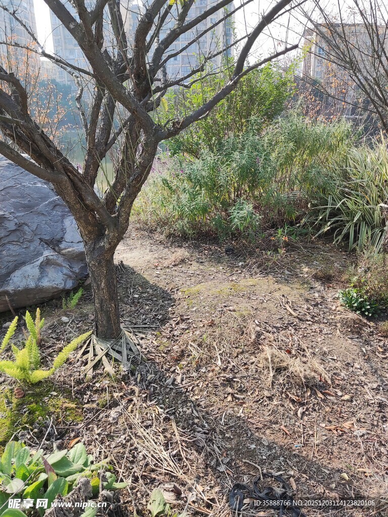 冬日枯树旁的绿植景观