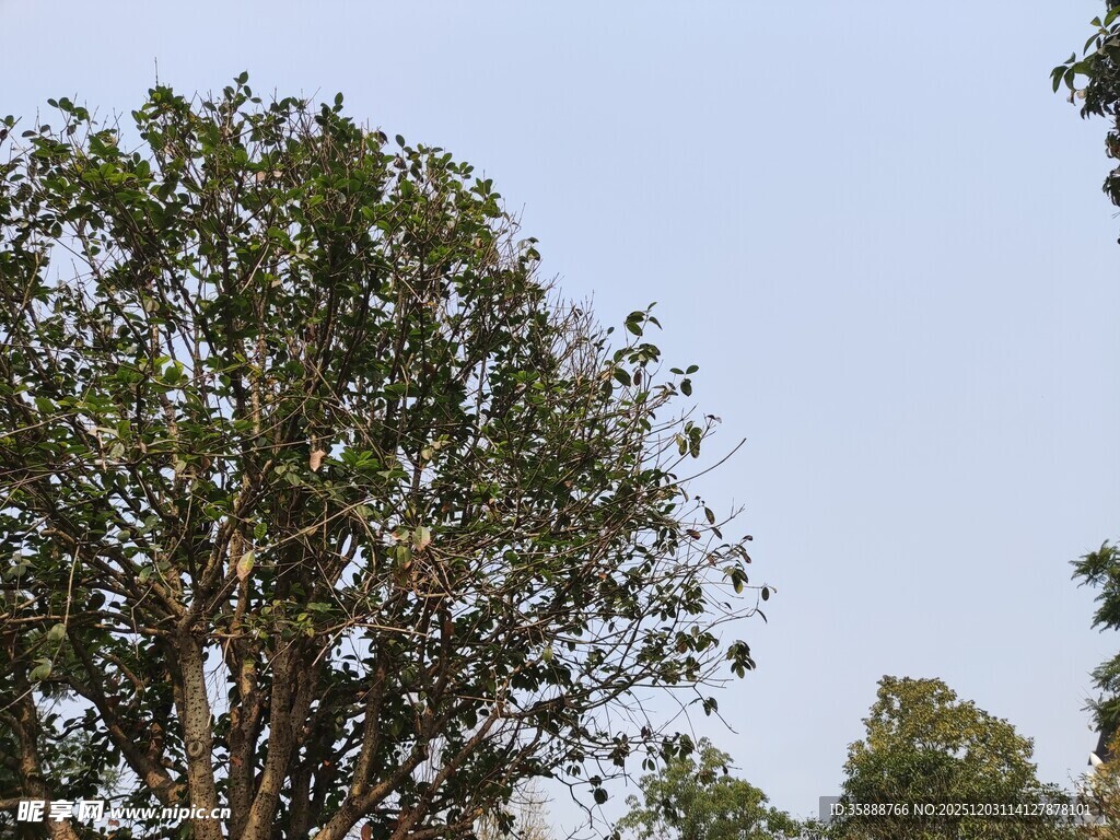 高大繁茂的绿树
