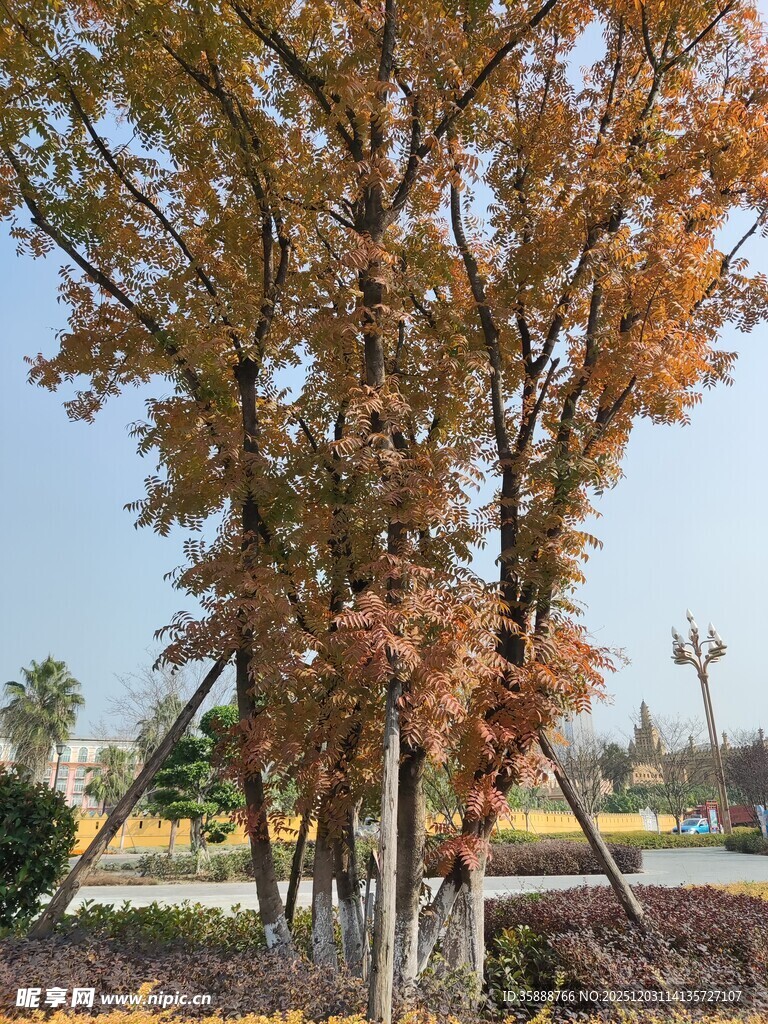 秋日斑斓树木景观