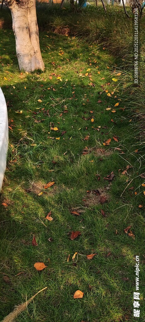 草地旁的树干与散落枯叶