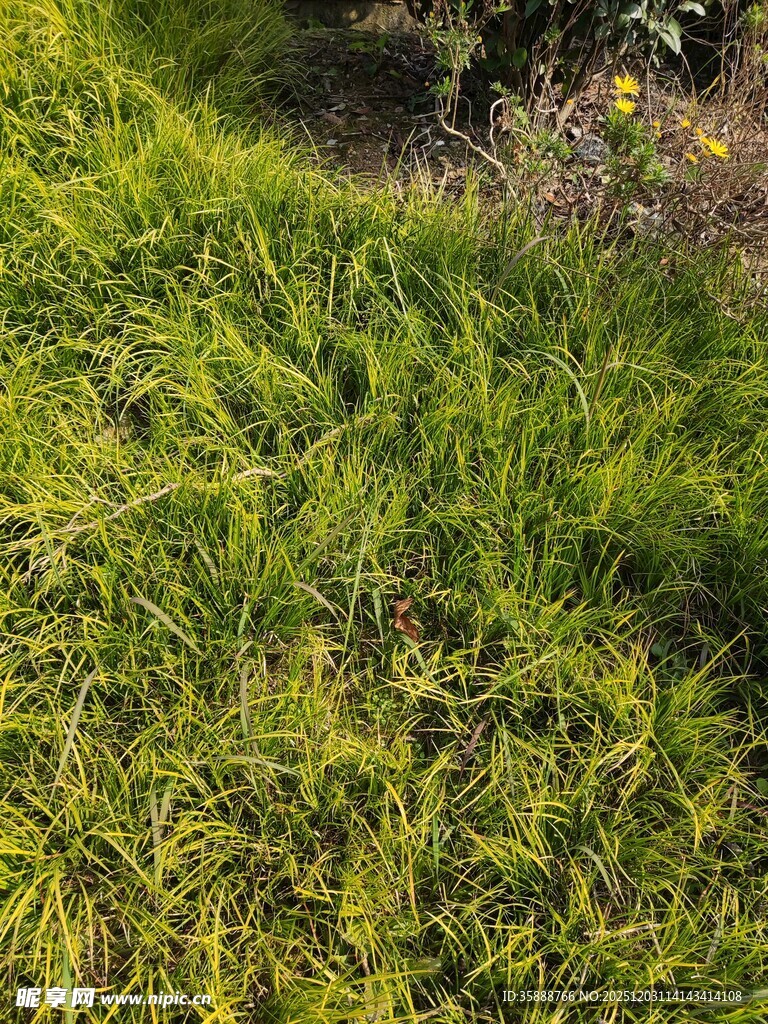 翠绿草地自然清新景致