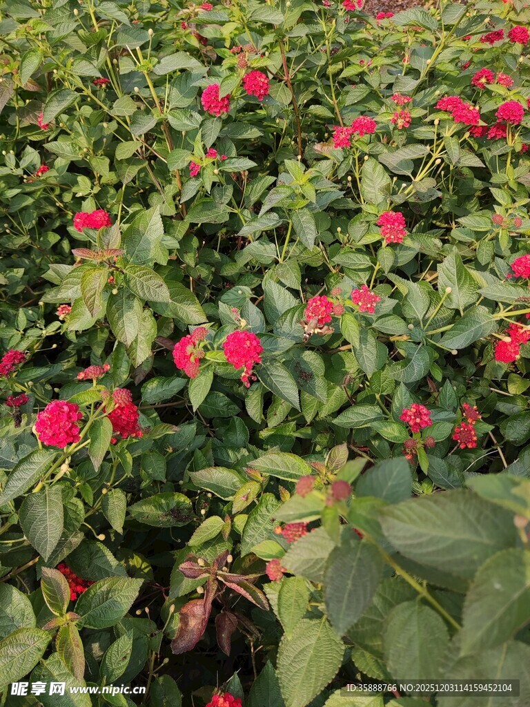 绿叶丛中绽放的鲜艳红花