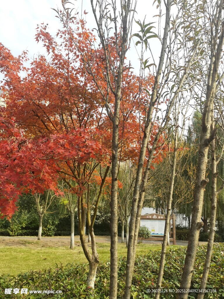 秋日红枫与翠竹景观