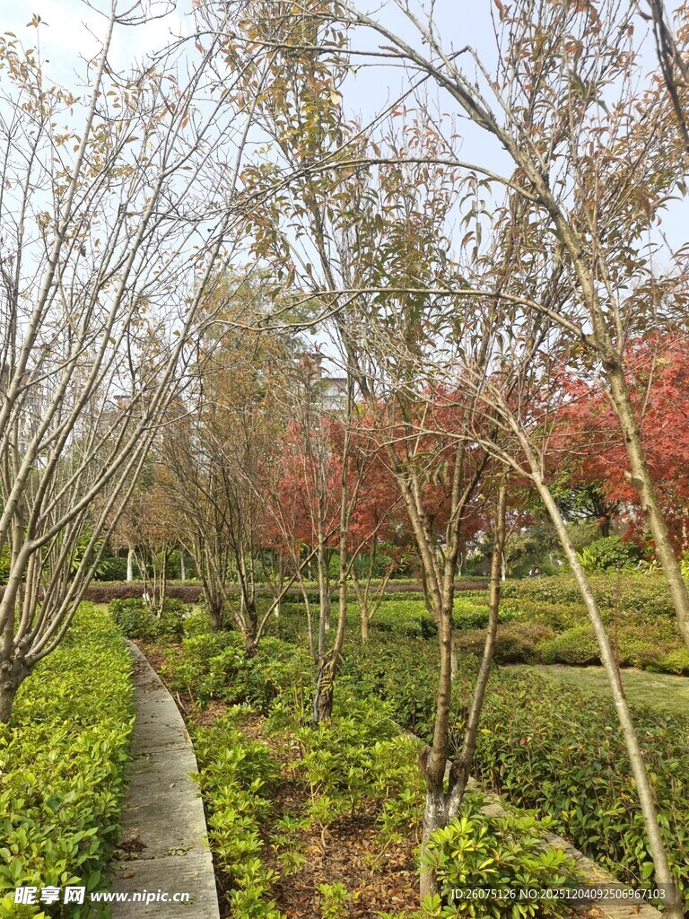 春日林间小径景观