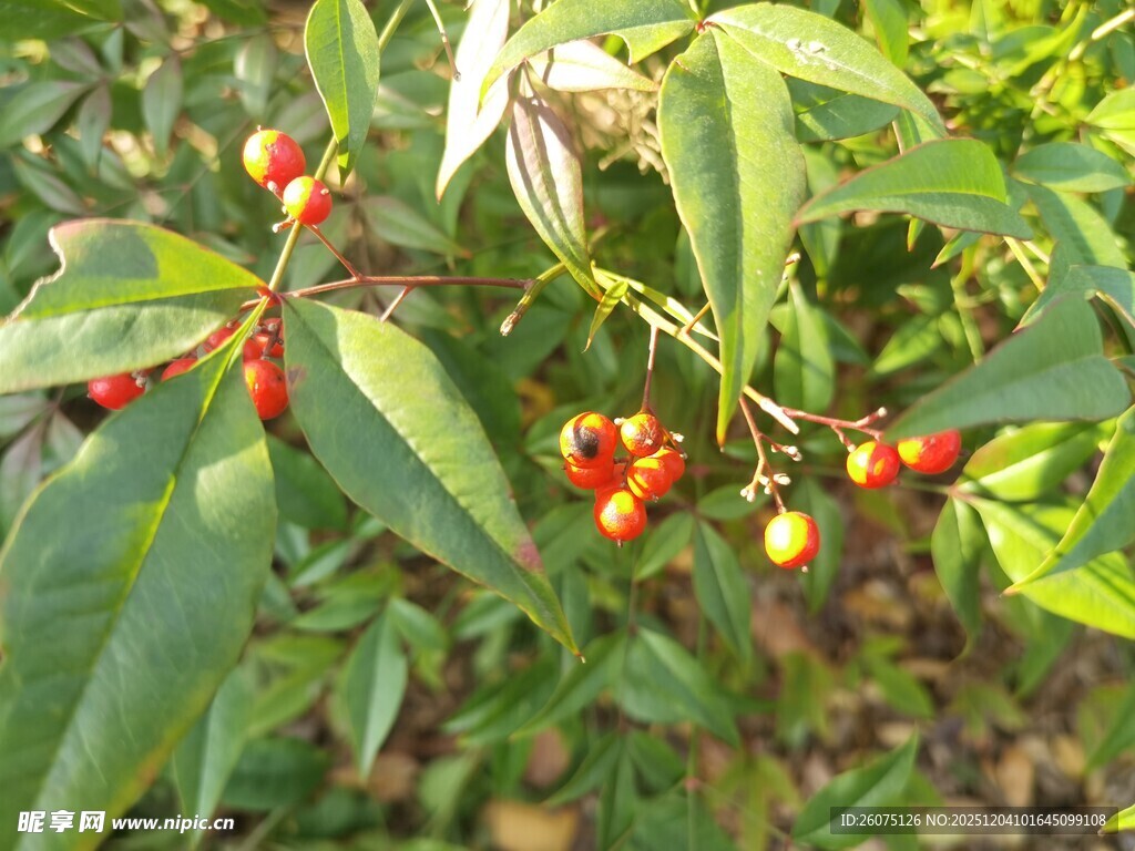 枝头红果绿叶相映成趣
