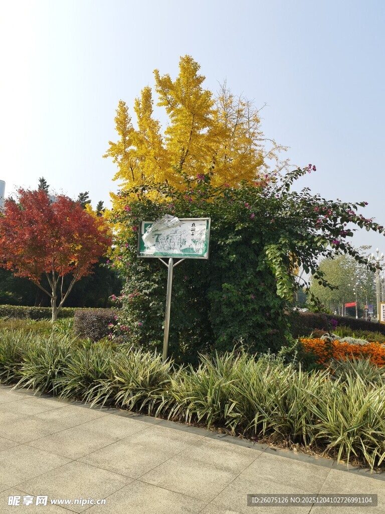 秋日公园多彩植物景观