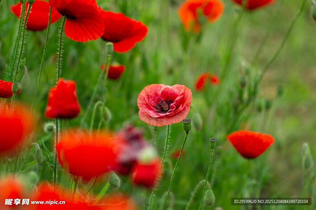 红色虞美人绽放于绿野