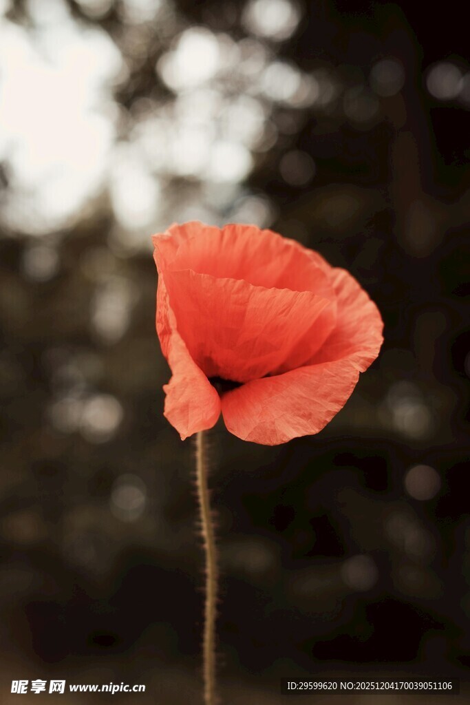 娇艳虞美人特写