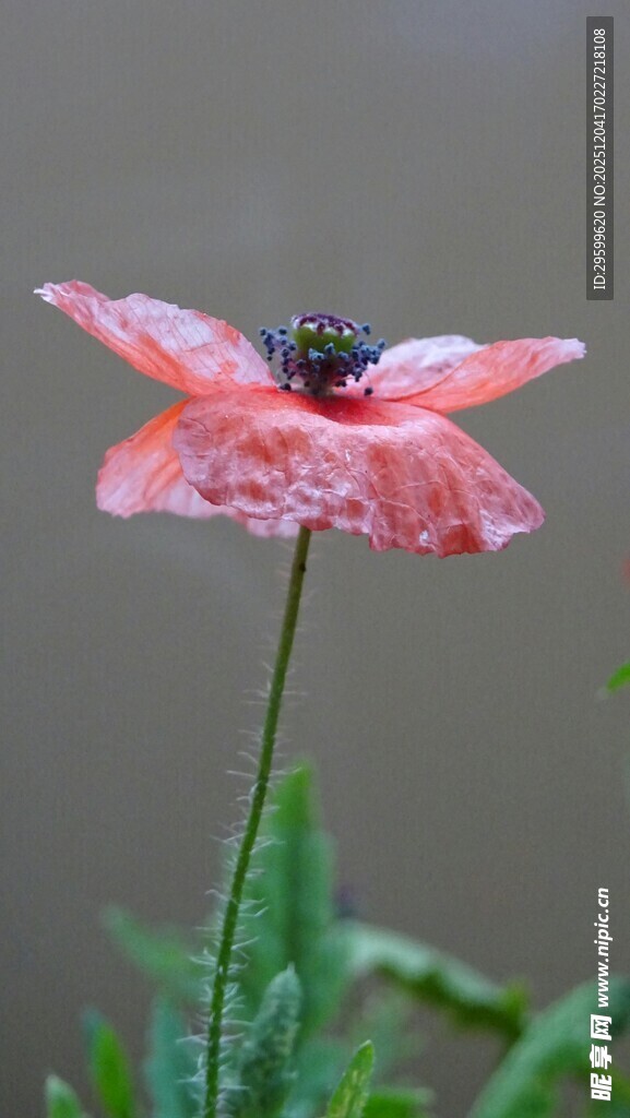 娇艳粉色花朵特写