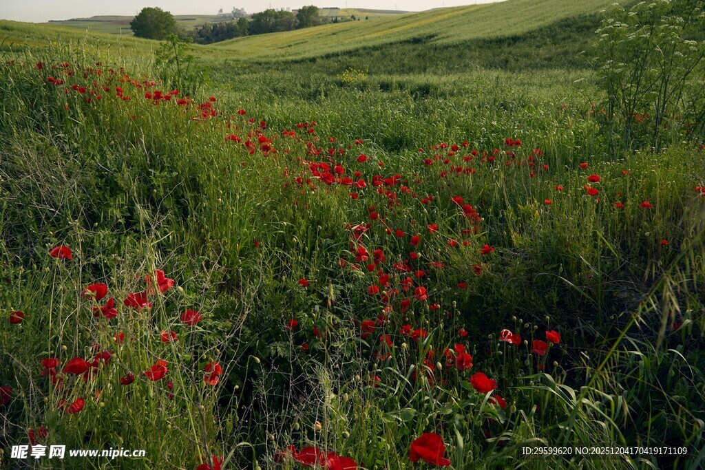 田野间绽放的艳丽虞美人