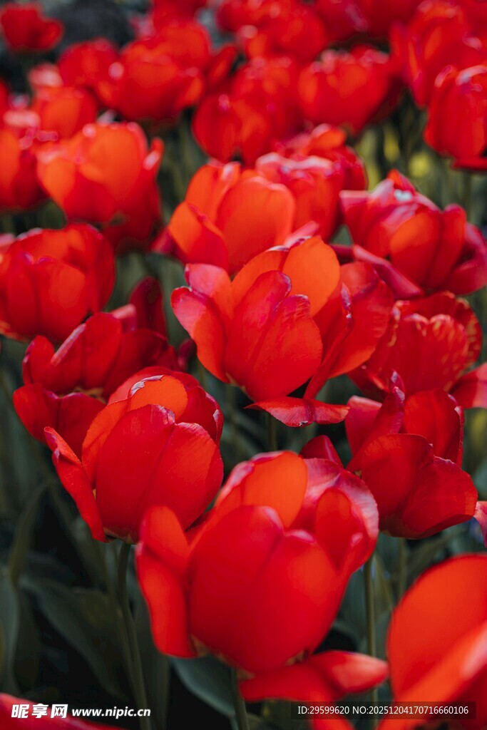 鲜艳红郁金香花海