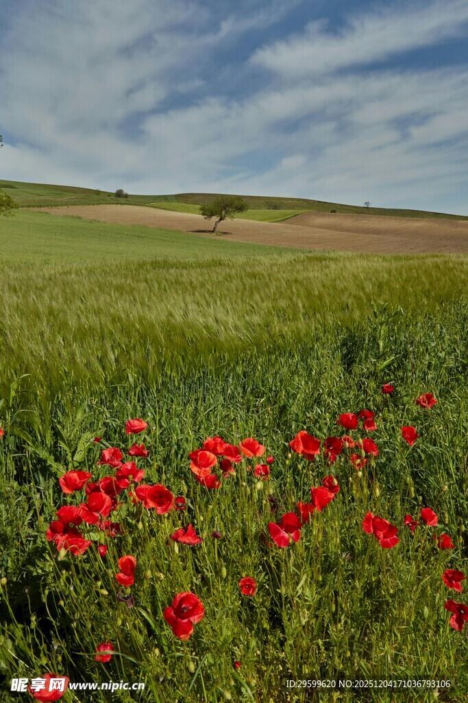 田野中绽放的艳丽虞美人