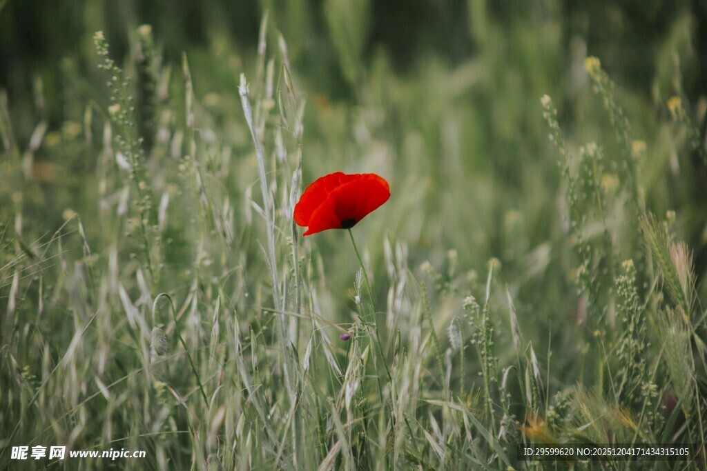 草丛中的艳丽虞美人