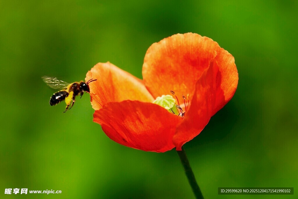 蜜蜂采蜜于鲜艳虞美人花