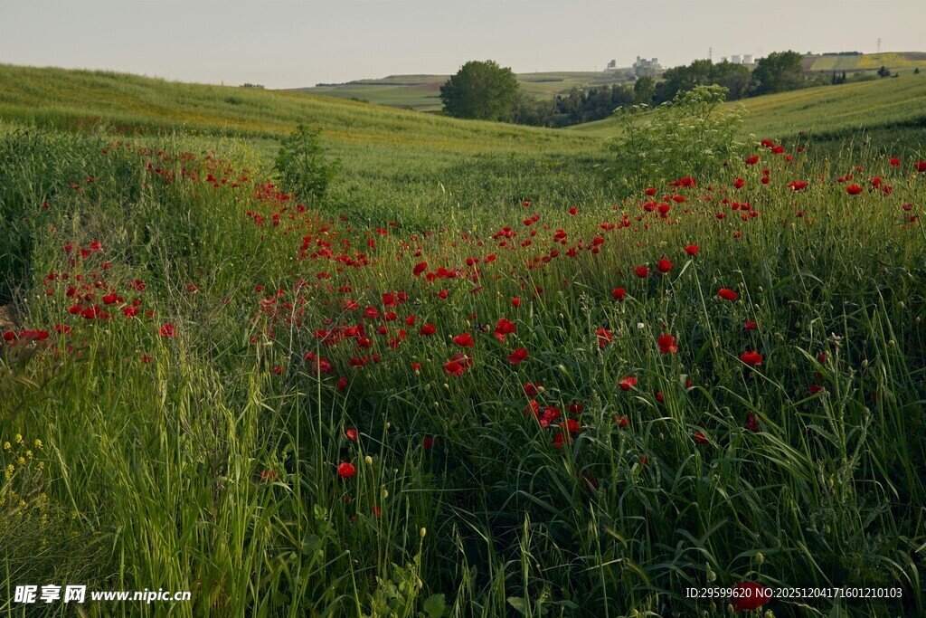 田野间盛放的鲜艳虞美人
