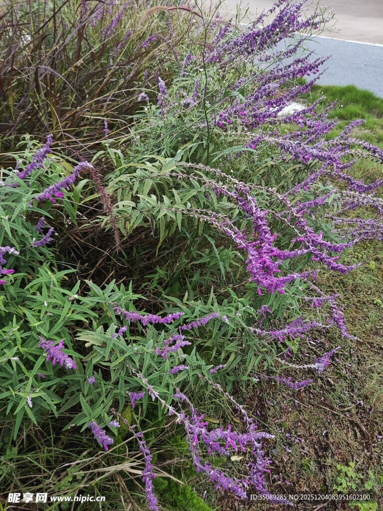 紫色花卉植物特写