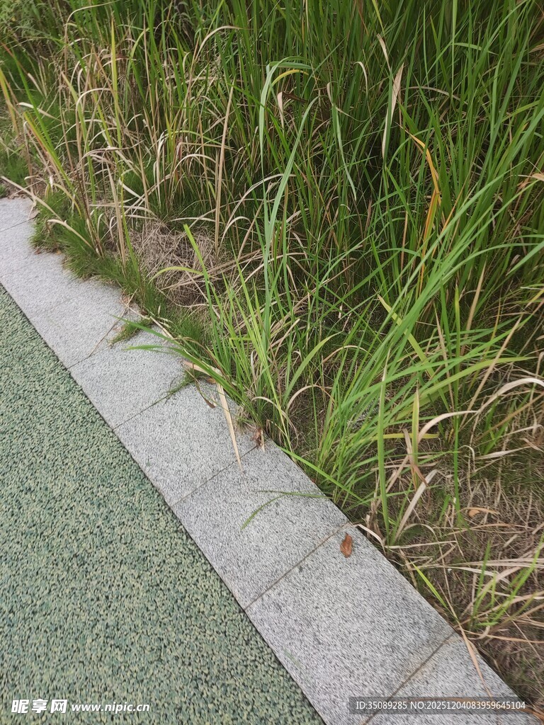 路边翠绿草丛与灰色路缘