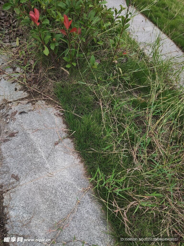 石缝间的花草绿意