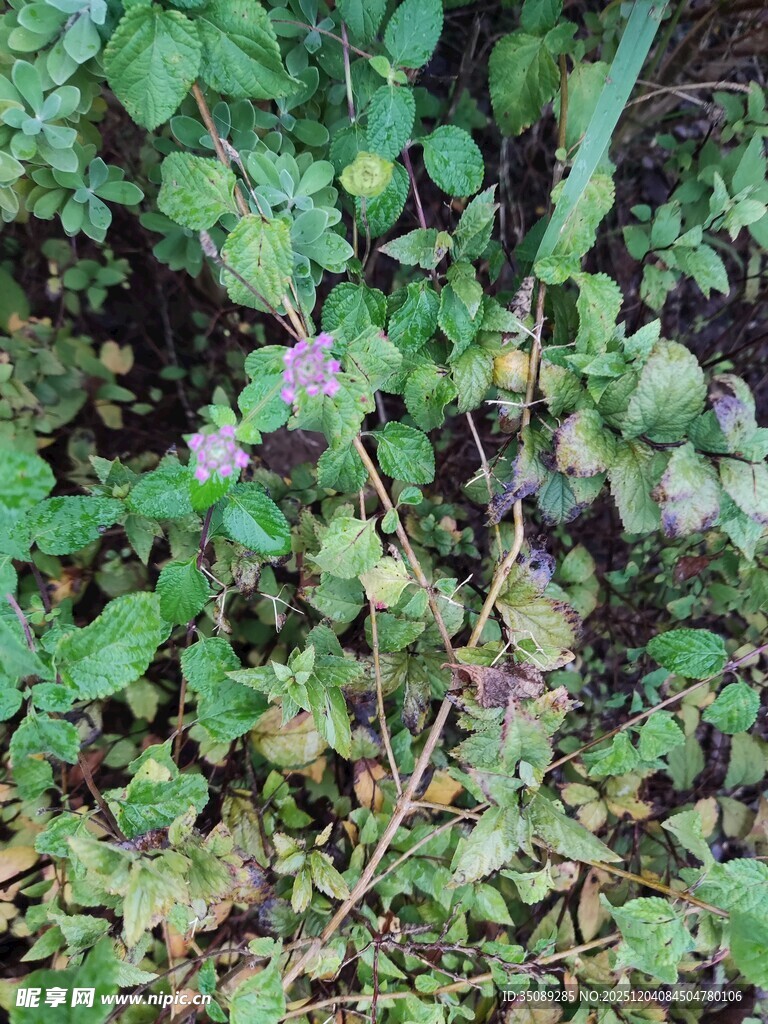 绿叶丛中的紫色小花