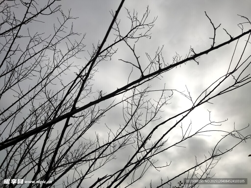 冬日枯树枝与朦胧天空