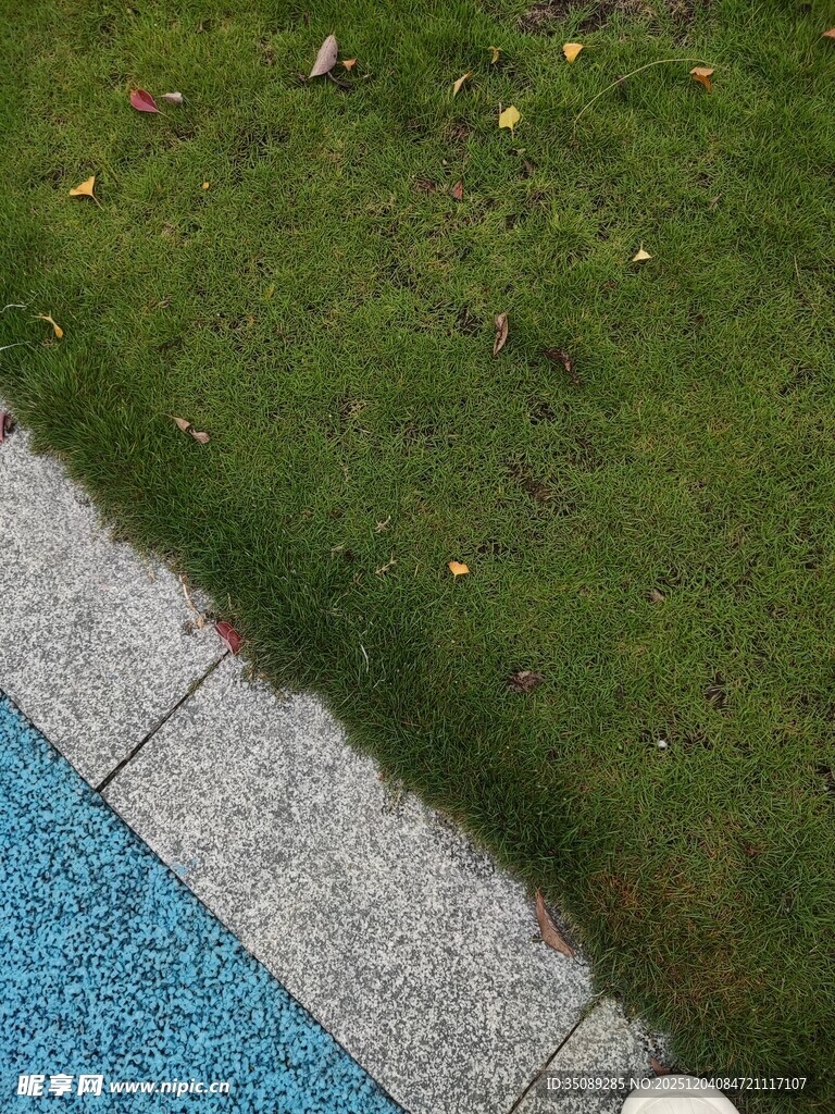 泳池边的翠绿草坪