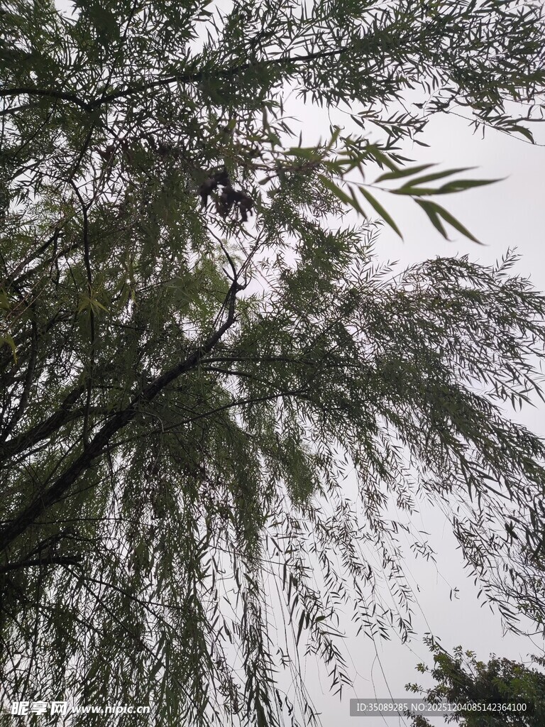仰视下的茂密柳枝