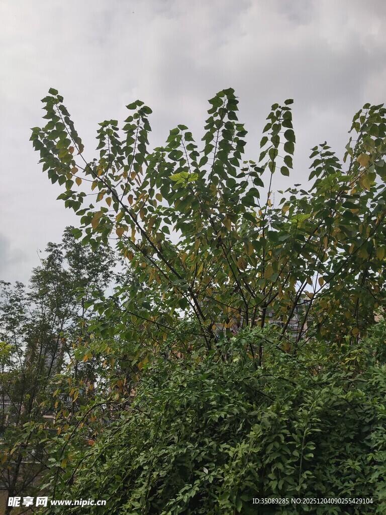 绿叶繁茂的树木景观