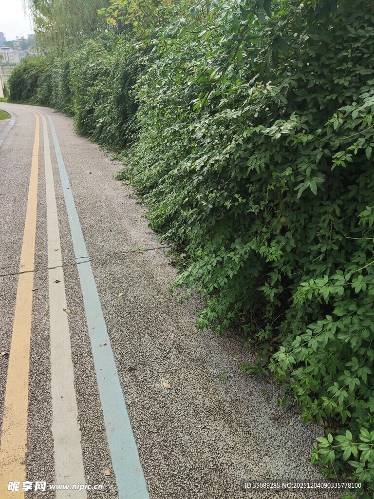 林间彩色步道绿意盎然