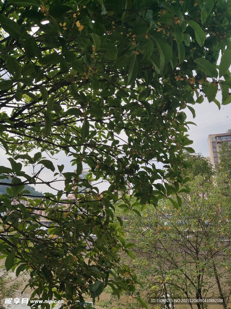 绿树掩映下的城市景致