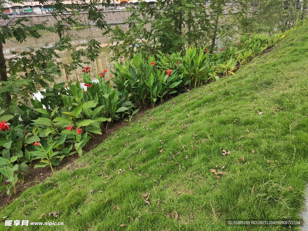 绿草如茵的花园植物景观