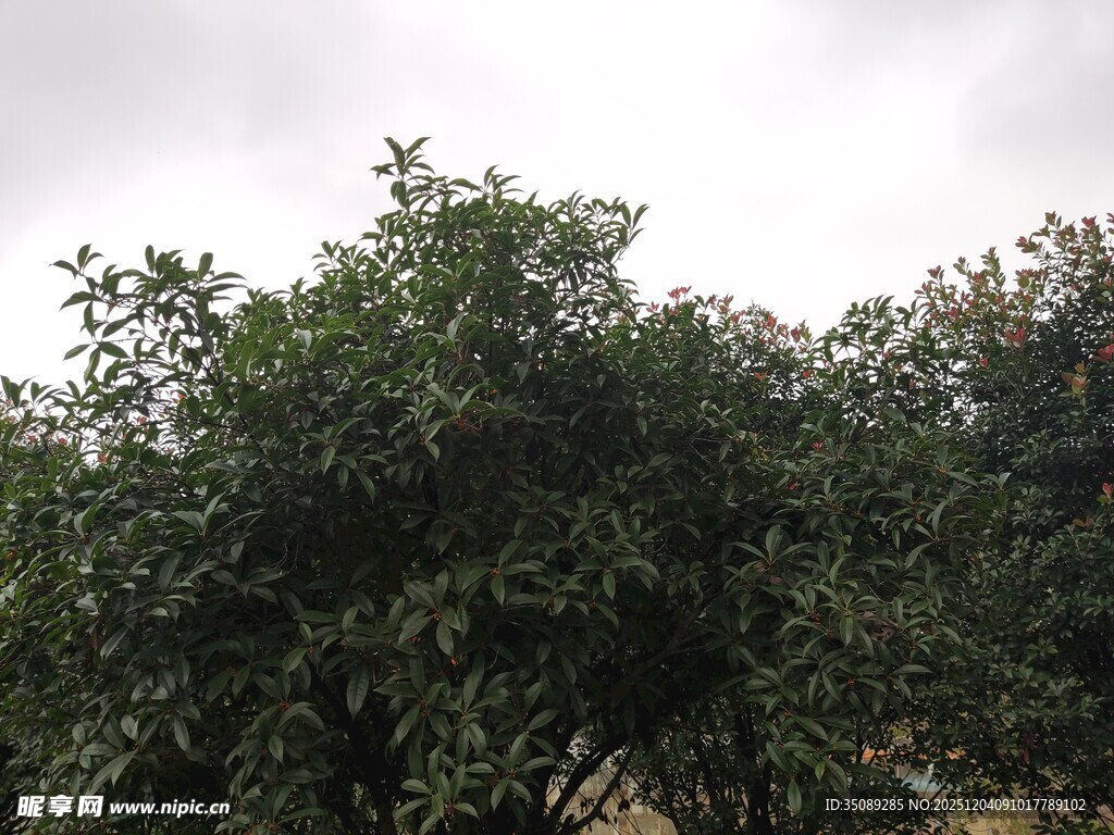 郁郁葱葱的户外树木景观