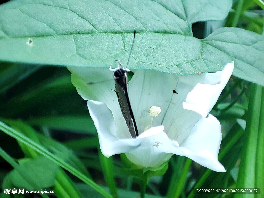白色曼陀罗花中的昆虫