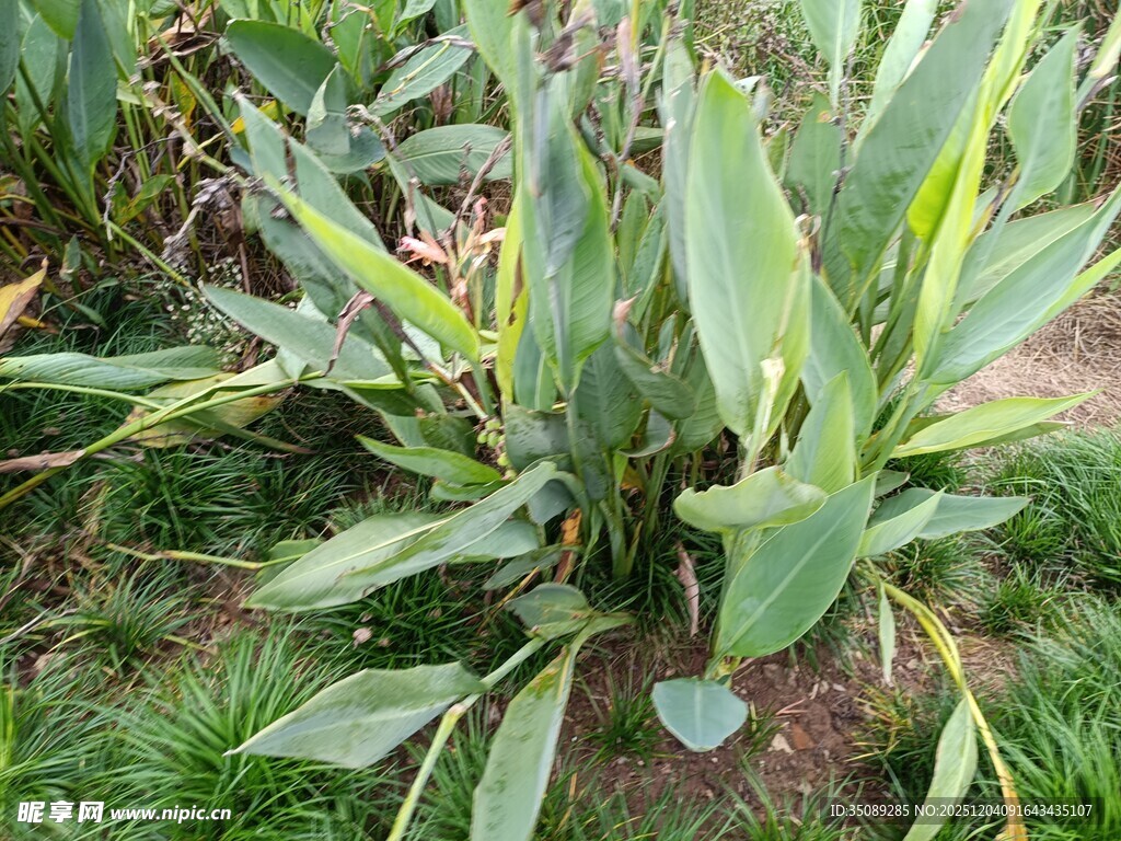 绿叶丛生的植物景观