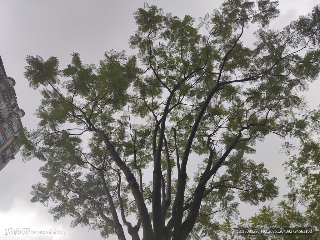 天空下的繁茂树木