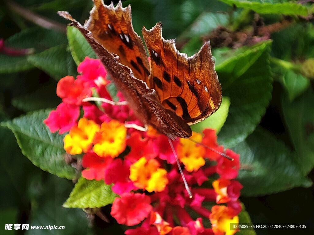 蝴蝶停驻多彩花卉间