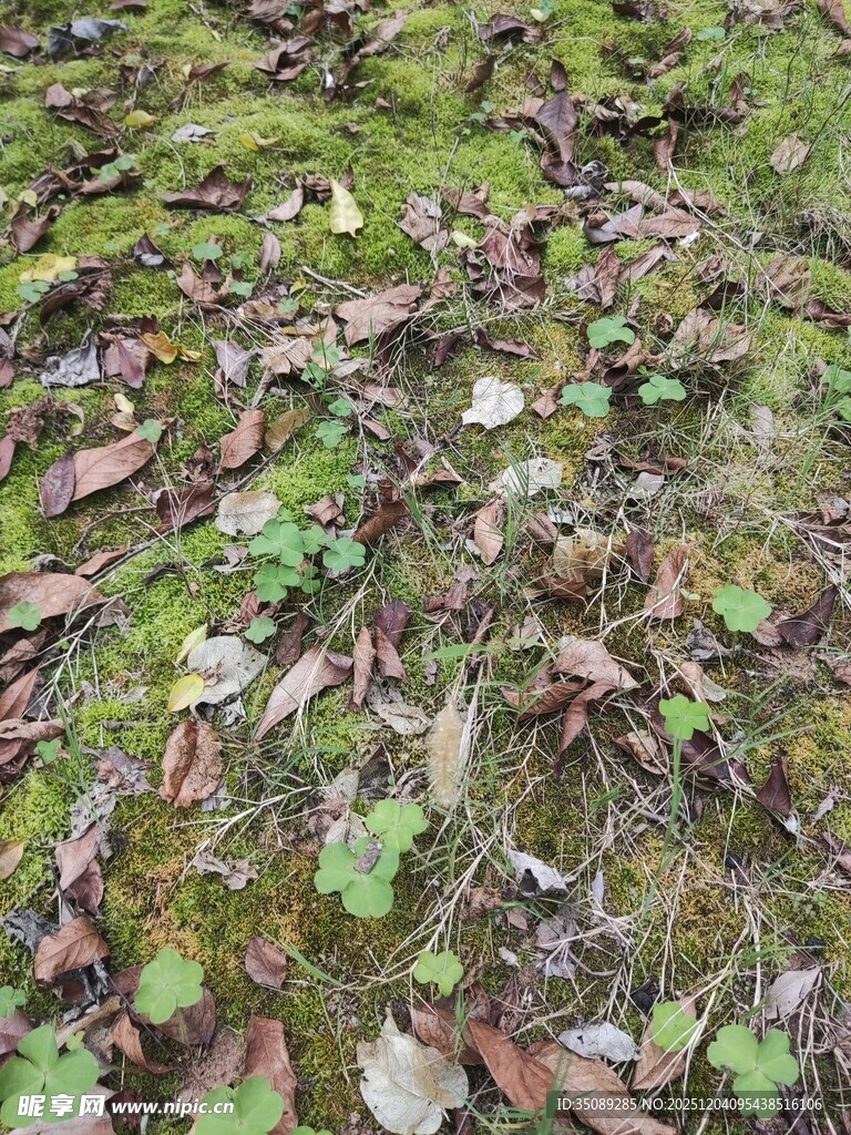 地面上的苔藓与落叶