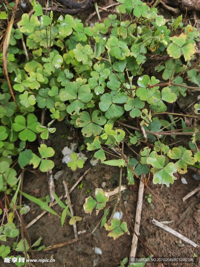 地面上的嫩绿植物群落
