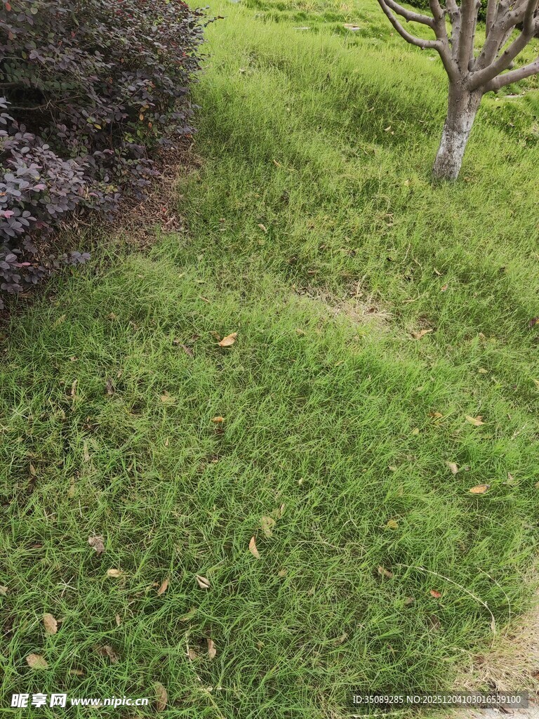 绿意盎然的草地与树木