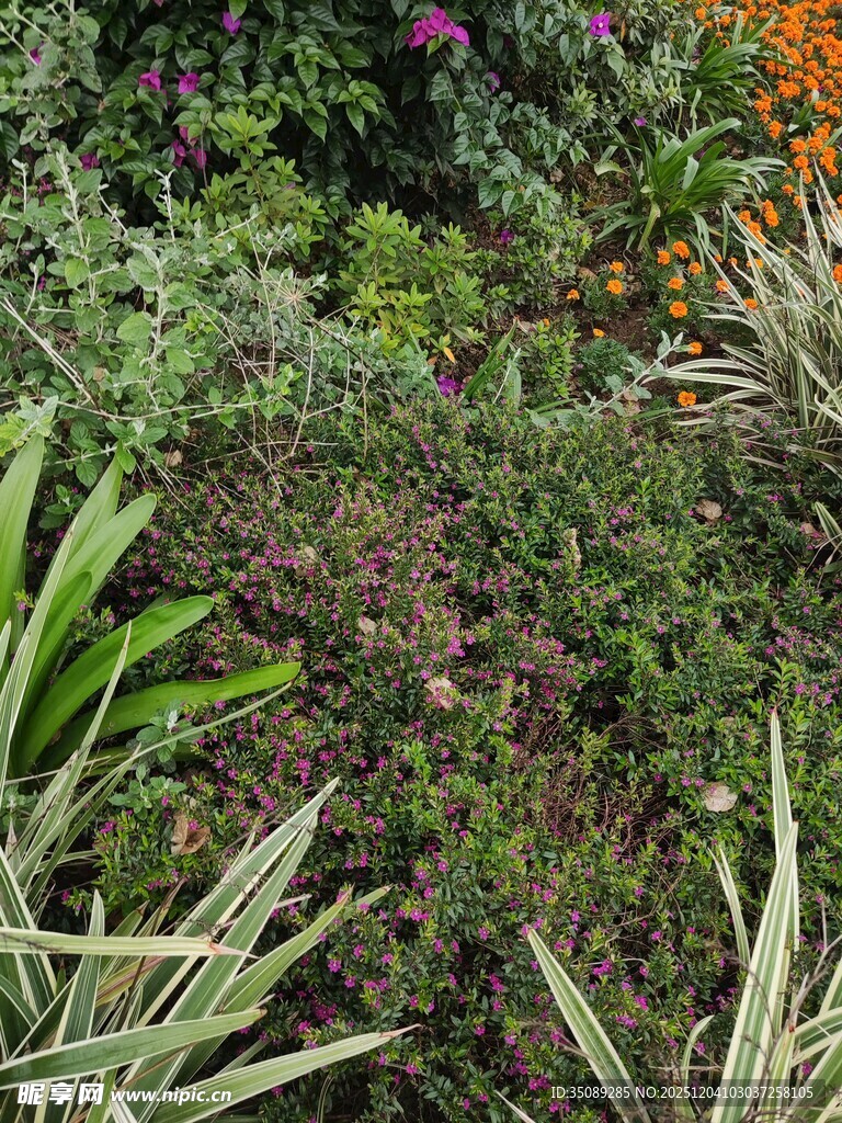 多彩繁茂的植物景观
